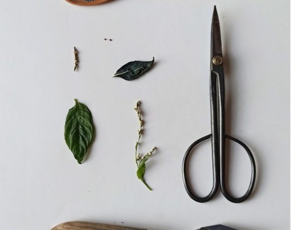 Il progetto di Elena