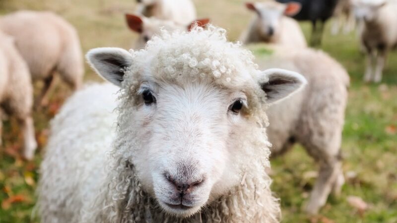 Il benessere animale nell’industria della moda